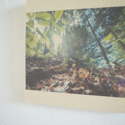 壁であそぼう 写真 アートパネル 木 森 葉っぱ 緑 北海道 阿寒摩周国立公園 2枚目の画像