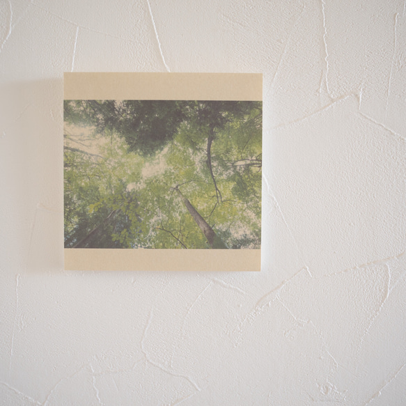 壁であそぼう/写真 アートパネル 木 森 葉っぱ 緑 北海道 阿寒摩周国立公園 1枚目の画像