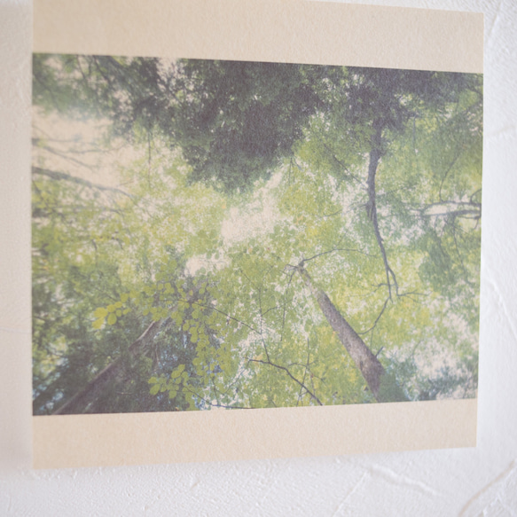 壁であそぼう/写真 アートパネル 木 森 葉っぱ 緑 北海道 阿寒摩周国立公園 2枚目の画像
