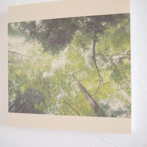 壁であそぼう/写真 アートパネル 木 森 葉っぱ 緑 北海道 阿寒摩周国立公園 3枚目の画像