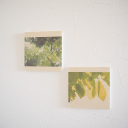 壁であそぼう/写真 アートパネル 木 森 葉っぱ 緑 北海道 阿寒摩周国立公園 4枚目の画像
