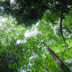 壁であそぼう/写真 アートパネル 木 森 葉っぱ 緑 北海道 阿寒摩周国立公園 5枚目の画像