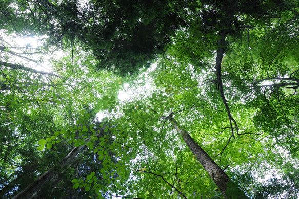壁であそぼう/写真 アートパネル 木 森 葉っぱ 緑 北海道 阿寒摩周国立公園 5枚目の画像