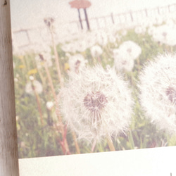 [再販] 壁であそぼう ＊ 厚岸の綿帽子 写真 アートパネル たんぽぽ 花 葉っぱ 2枚目の画像