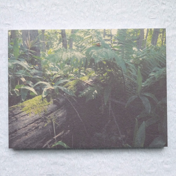 [再販] 壁であそぼうセット ★ 樹々色のたび アートパネル 写真 木 森 緑 4枚目の画像