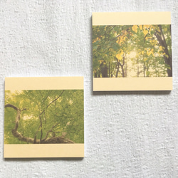 [再販] 壁であそぼう ☆ カツラの初夏 ☆ 北海道のたび 5枚目の画像