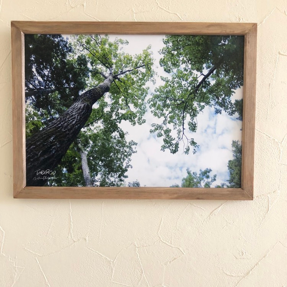 [再販] A4サイズ生写真(額付き) 見上げる原生林　アートパネル 1枚目の画像