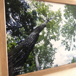 [再販] A4サイズ生写真(額付き) 見上げる原生林　アートパネル 2枚目の画像