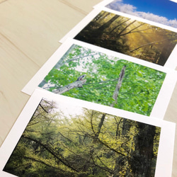 ポストカードセット 写真 空 木 森 葉っぱ 緑 2枚目の画像