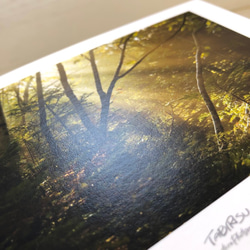 ポストカードセット 写真 空 木 森 葉っぱ 緑 3枚目の画像