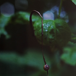 [再販] A4サイズ生写真(額付き) 雨の森 アートパネル 3枚目の画像