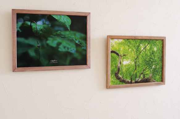 [再販] A4サイズ生写真(額付き) 雨の森 アートパネル 4枚目の画像