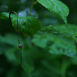 [再販] A4サイズ生写真(額付き) 雨の森 アートパネル 5枚目の画像