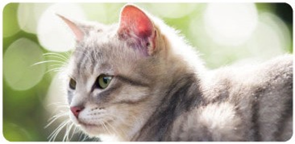 写真猫スマホカバーケース【Garden Cat ～緑の中で～】(PH001-1) 2枚目の画像