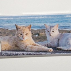 写真猫スマホカバーケース【青い海と寝そべる２匹の猫2 ～Up Cats～】(PH004-2) 2枚目の画像