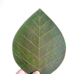 『葉っぱのマウスパッド』植物タンニン鞣し姫路レザー　刻印可 5枚目の画像