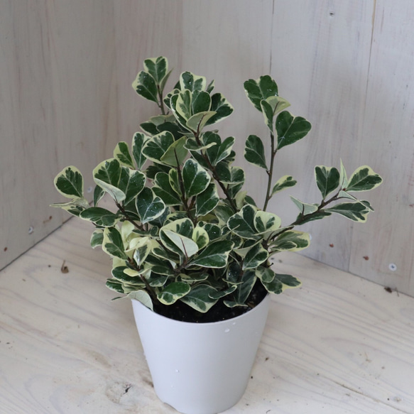 フィカス斑入り　スイートハート フィカス スウィートハート。 斑入り、ハートの葉が人気です