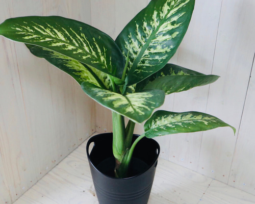 ディフェンバキア・トロピックスノー