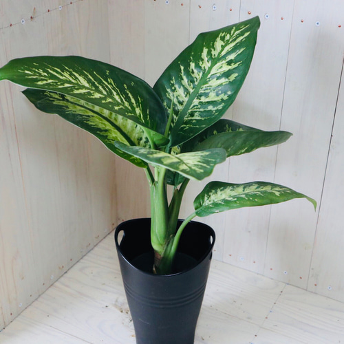 ディフェンバキア トロピックスノー☆送料無料☆ アートフラワー