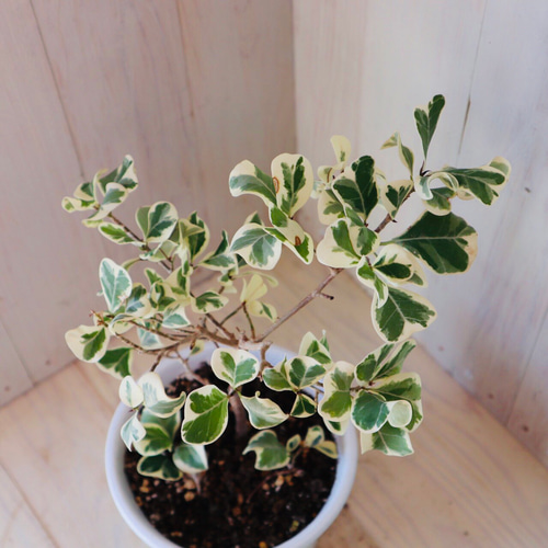 斑入りハートリーフ ゴムの木☆フィカス スウィートハート☆送料無料