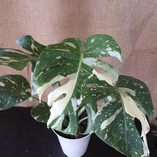 オープニング 大放出セール】 斑入り モンステラ 植物/観葉植物