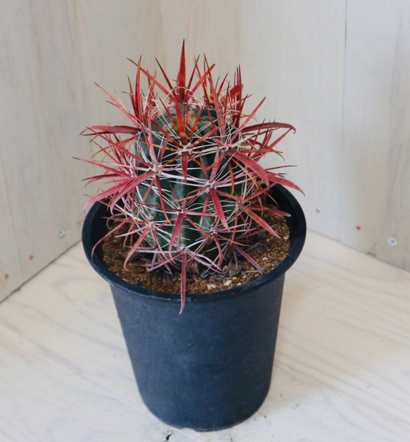 サボテン　フェロカクタス　【神仙玉】20㎝オーバー サボテン：フェロカクタス 神仙玉 南方形*幅16cm 現品！一品限り