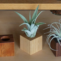 air-plants holder 1 2枚目の画像