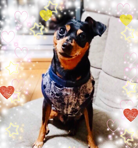 ハンドメイド犬服　ワッフルニットのキャミ　色違い３色　お袖2段レース ハンドメイド犬服 ワッフルニットのキャミ 色違い3色 お袖2段レース