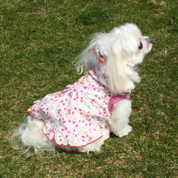 犬服 再販いちご柄のコットンワンピース（ピンク） 1枚目の画像