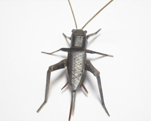 置物 珍木 古美術 黄楊木 虫 竹 極細工 置物 珍木 古美術 黄楊木 虫 竹