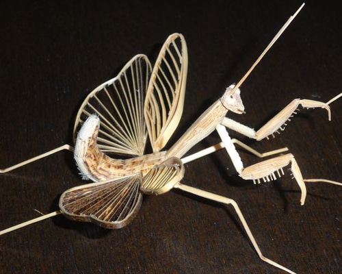 カマキリ彫刻石 鑑賞用、または印鑑用 インテリア小物