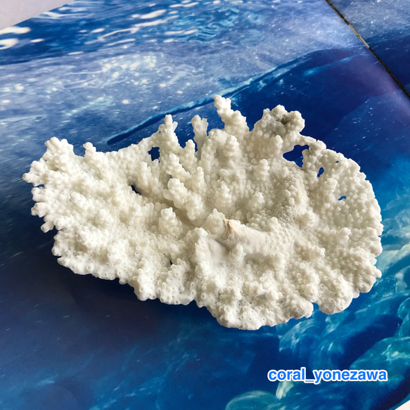 ☆値下げ中！ 珊瑚 天然もの 置物 【公式通販】