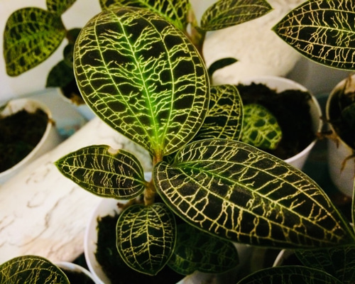 0_098d643c92741913c6a2855f5759