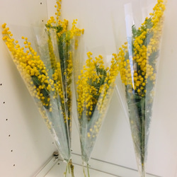 ミモザ アカシア 切花 ふわふわ新鮮花穂 ドライやスワッグにも お花