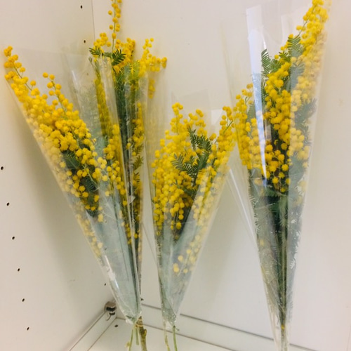 ミモザ アカシア 切花 ふわふわ新鮮花穂 ドライやスワッグにも お花