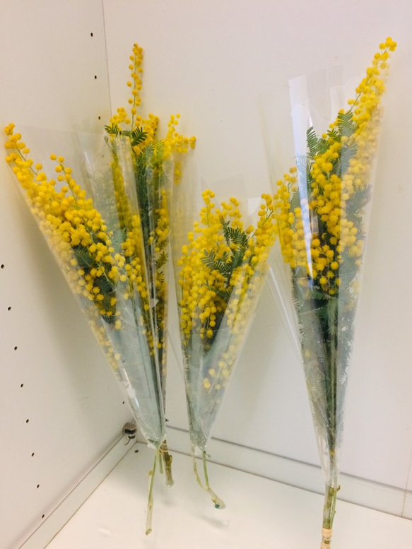 ミモザ アカシア 切花 ふわふわ新鮮花穂 ドライやスワッグにも お花