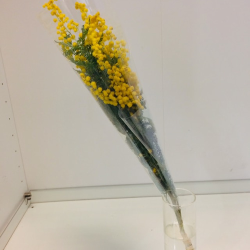 ミモザ アカシア 切花 ふわふわ新鮮花穂 ドライやスワッグにも お花