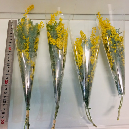 2.ミモザ切花100サイズ 2.ミモザ切花100サイズ 3.ミモザ切花100サイズ