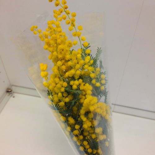 3.ミモザ切花100サイズ 楽天市場】ミモザ 切り花の通販