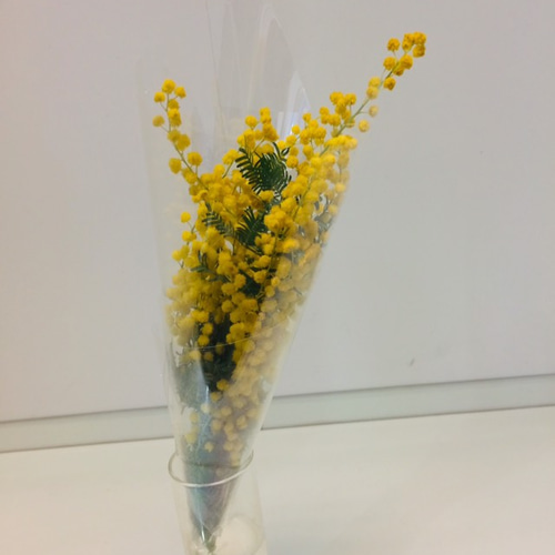 ミモザ アカシア 切花 ふわふわ新鮮花穂 ドライやスワッグにも お花