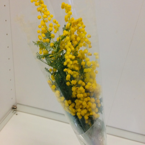 ミモザ アカシア 切花 ふわふわ新鮮花穂 ドライやスワッグにも お花