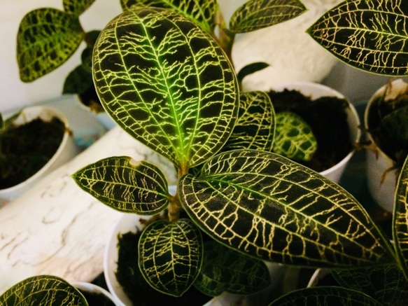 限界価格1700→1500 マコデス ペトラ ジュエルオーキッド 葉も