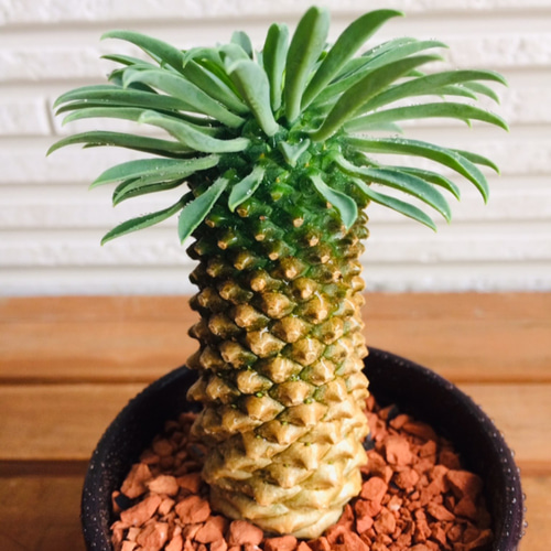 ✳️目玉商品✳️ 蘇鉄麒麟 ユーフォルビア パイナップルコーン 20本SET‼️ パイナップルコーン テラコッタ鉢植え 蘇鉄麒麟 ソテツキリン