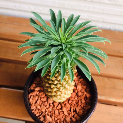 ✳️目玉商品✳️ 蘇鉄麒麟 ユーフォルビア パイナップルコーン 20本SET‼️ パイナップルコーン 蘇鉄麒麟 ユーフォルビア峨眉山鉄甲 多肉植物 | PLARE