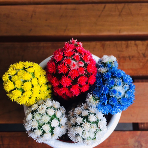 現品 4色セット 明日香姫 白鉢付 サボテン あすか姫 レインボー