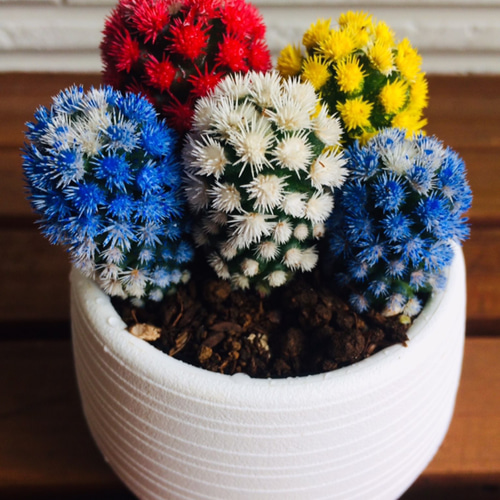 現品 4色セット 明日香姫 白鉢付 サボテン あすか姫 レインボー 虹色02