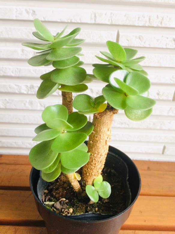 モロキニエンシス モロコエンシス 多肉植物 葉っぱもかわいく 幹
