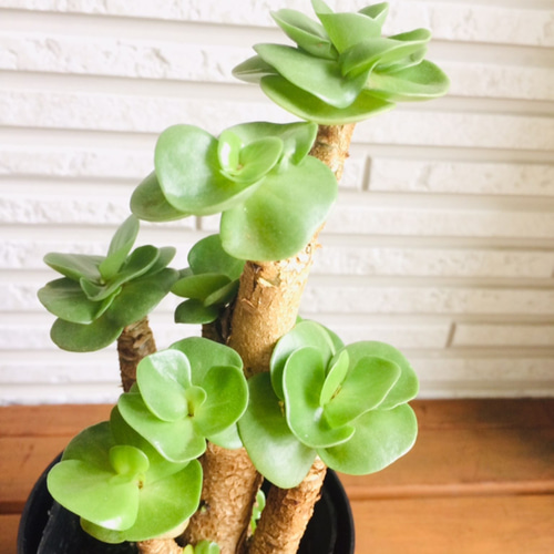 モロキニエンシス モロコエンシス 多肉植物 葉っぱもかわいく 幹
