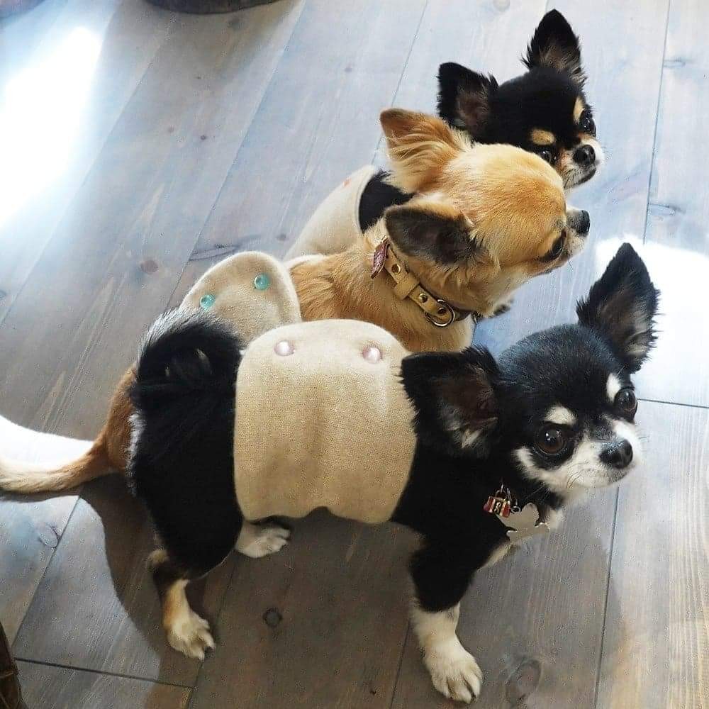 カシミヤのわんちゃん腹巻