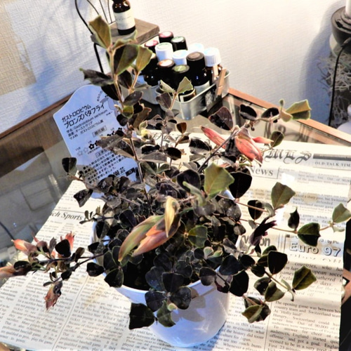ガストロロビウム・ブロンズバタフライ 観葉植物 レア その他